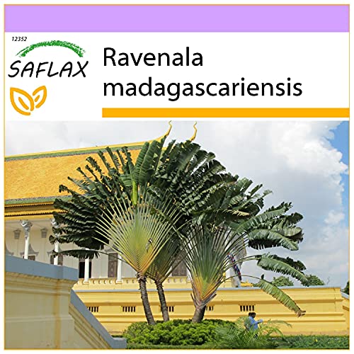 SAFLAX - Baum des Reisenden - 8 Samen - Ravenala madagascariensis von Saflax