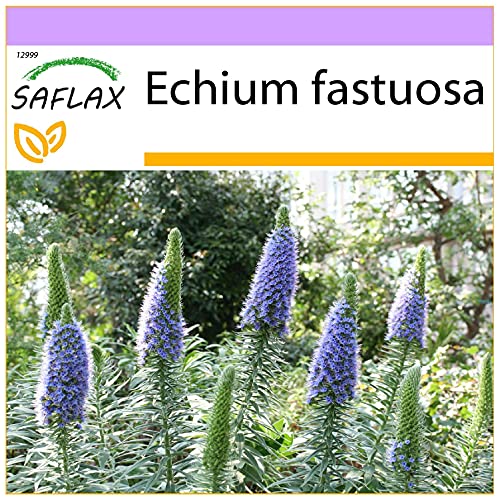 SAFLAX - Blauer - Natternkopf - 100 Samen - Echium fastuosa von Saflax