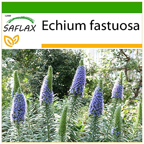 SAFLAX - Blauer - Natternkopf - 100 Samen - Mit keimfreiem Anzuchtsubstrat - Echium fastuosa von Saflax