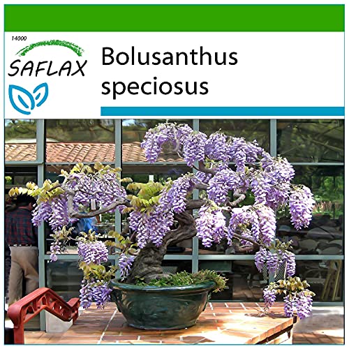 SAFLAX - Bonsai - Afrikanischer Blauregen - 15 Samen - Mit keimfreiem Anzuchtsubstrat - Bolusanthus speciosus von Saflax