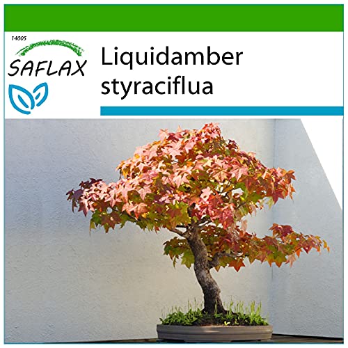 SAFLAX - Bonsai - Amerikanischer Amberbaum - 100 Samen - Mit keimfreiem Anzuchtsubstrat - Liquidamber styraciflua von Saflax