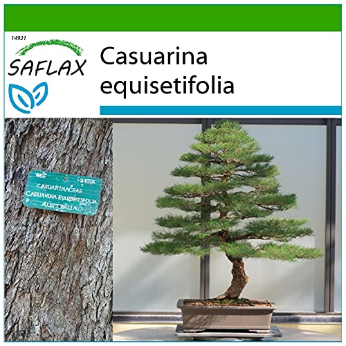SAFLAX - Bonsai - Australische Strandkiefer - 200 Samen - Mit keimfreiem Anzuchtsubstrat - Casuarina equisetifolia von Saflax