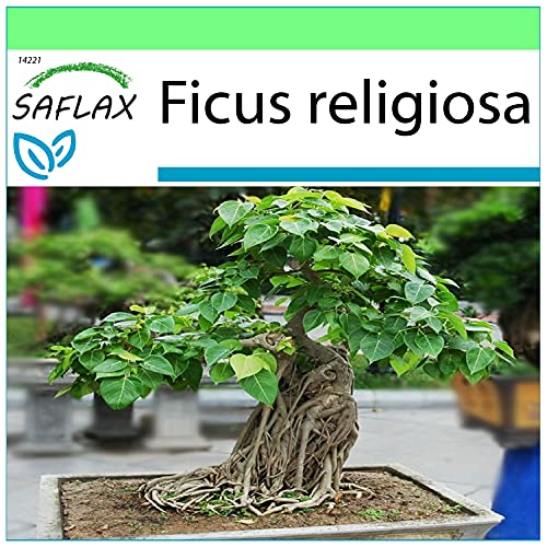 SAFLAX - Bonsai - Buddha-Feige/Bodhi-Baum - 100 Samen - Ficus religiosa von Saflax