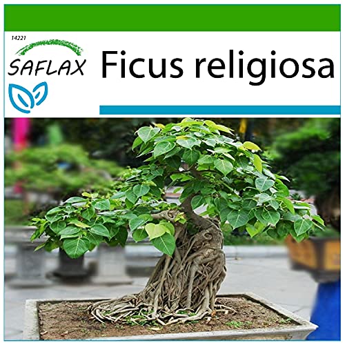 SAFLAX - Bonsai - Buddha-Feige/Bodhi-Baum - 100 Samen - Mit keimfreiem Anzuchtsubstrat - Ficus religiosa von Saflax