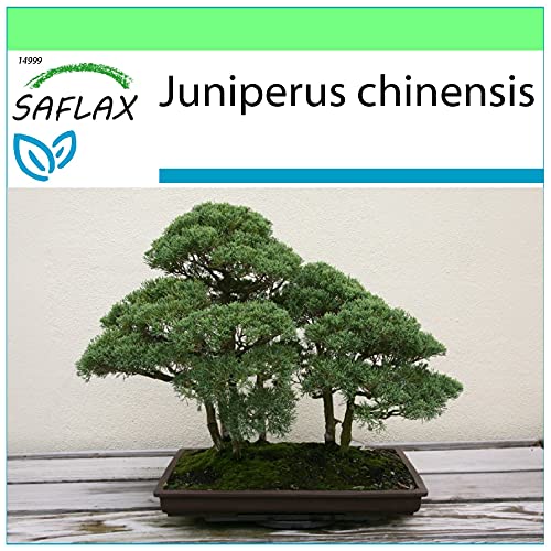 SAFLAX - Bonsai - Chinesischer Wacholder - 30 Samen - Juniperus chinensis von Saflax