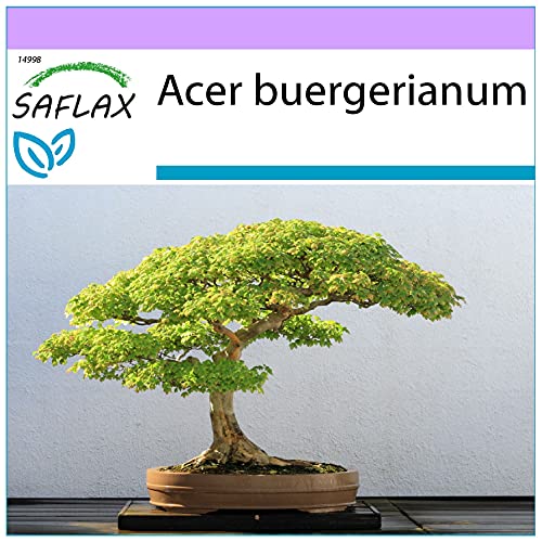 SAFLAX - Bonsai - Dreispitzahorn - 30 Samen - Acer buergerianum von Saflax