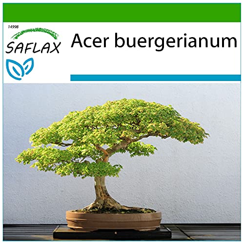 SAFLAX - Bonsai - Dreispitzahorn - 30 Samen - Mit keimfreiem Anzuchtsubstrat - Acer buergerianum von Saflax