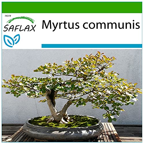 SAFLAX - Bonsai - Echte Myrte/Brautmyrte - 30 Samen - Mit keimfreiem Anzuchtsubstrat - Myrtus communis von Saflax