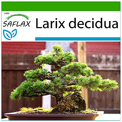 SAFLAX - Bonsai - Europäische Lärche - 75 Samen - Mit keimfreiem Anzuchtsubstrat - Larix decidua von Saflax