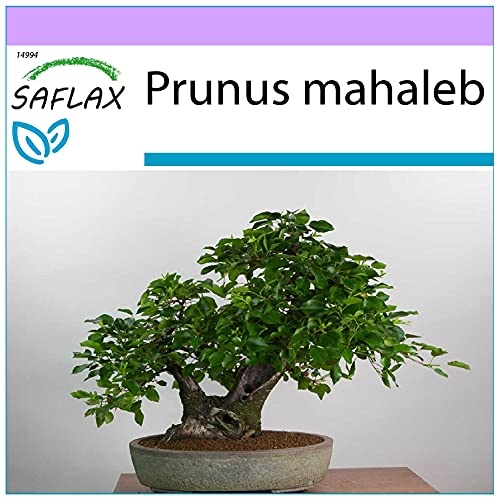 SAFLAX - Bonsai - Felsenkirsche - 30 Samen - Prunus mahaleb von Saflax