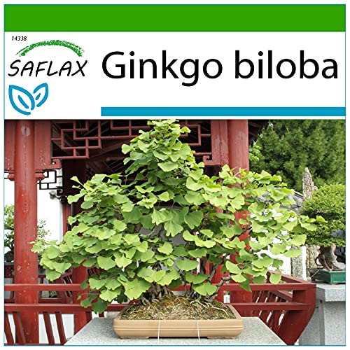 SAFLAX - Bonsai - Ginkgo - 4 Samen - Mit keimfreiem Anzuchtsubstrat - Ginkgo biloba von Saflax