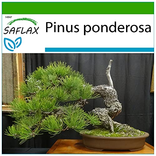SAFLAX - Bonsai - Goldkiefer - 20 Samen - Mit keimfreiem Anzuchtsubstrat - Pinus ponderosa von Saflax