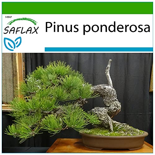 SAFLAX - Bonsai - Goldkiefer - 20 Samen - Mit keimfreiem Anzuchtsubstrat - Pinus ponderosa SAFLAX - Bonsai - Goldkiefer - 20 Samen - Mit keimfreiem Anzuchtsubstrat - Pinus ponderosa von Saflax