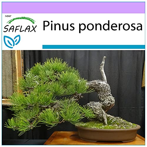SAFLAX - Bonsai - Goldkiefer - 20 Samen - Pinus ponderosa von Saflax
