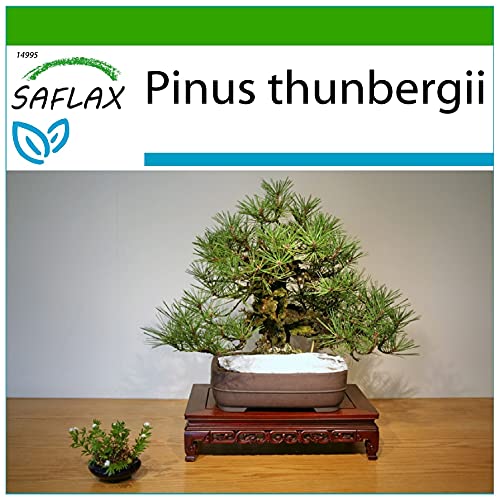 SAFLAX - Bonsai - Japanische Schwarzkiefer - 30 Samen - Mit keimfreiem Anzuchtsubstrat - Pinus thunbergii von Saflax