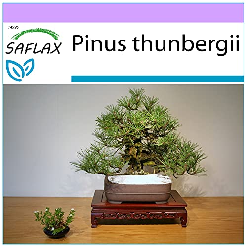 SAFLAX - Bonsai - Japanische Schwarzkiefer - 30 Samen - Pinus thunbergii von Saflax