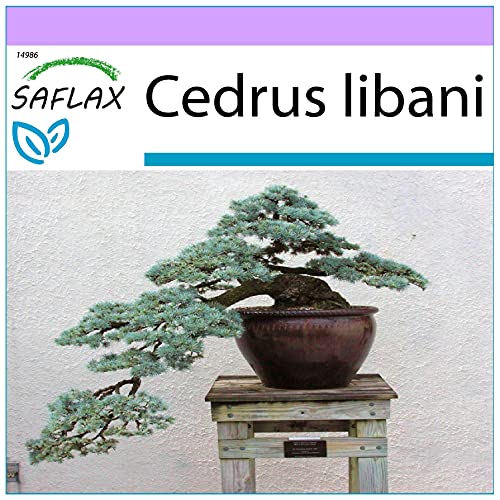 SAFLAX - Bonsai - Libanon Zeder - 20 Samen - Cedrus libani von Saflax