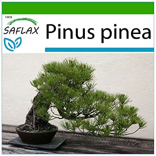 SAFLAX - Bonsai - Mittelmeer-Pinie - 6 Samen - Mit keimfreiem Anzuchtsubstrat - Pinus pinea SAFLAX - Bonsai - Mittelmeer-Pinie - 6 Samen - Mit keimfreiem Anzuchtsubstrat - Pinus pinea von Saflax