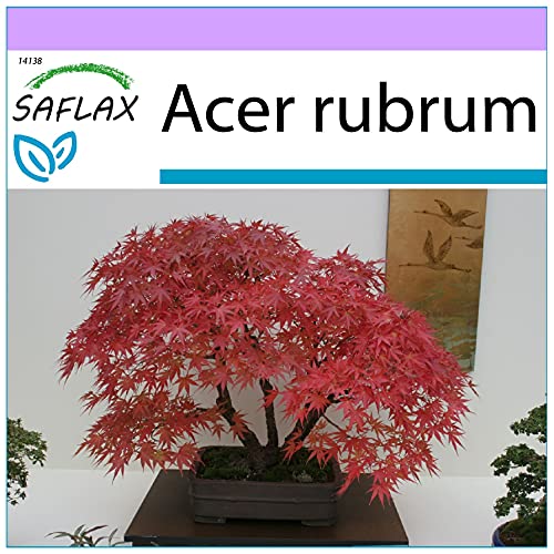 SAFLAX - Bonsai - Rotahorn - 20 Samen - Acer rubrum von Saflax