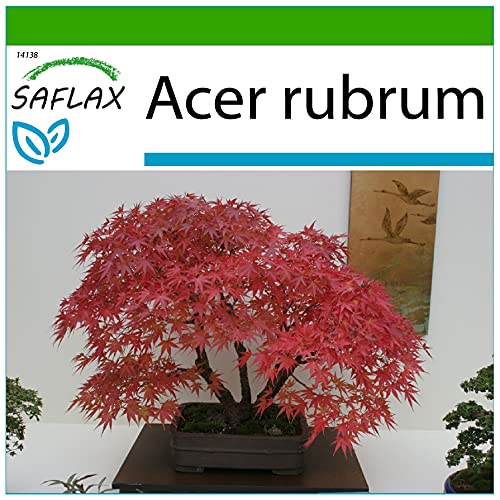 SAFLAX - Bonsai - Rotahorn - 20 Samen - Mit keimfreiem Anzuchtsubstrat - Acer rubrum von Saflax
