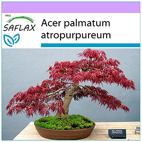 SAFLAX - Bonsai - Roter Fächerahorn - 20 Samen - Acer palmatum von Saflax