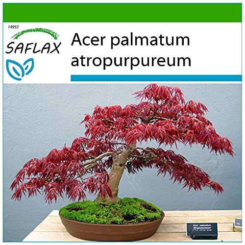 SAFLAX - Bonsai - Roter Fächerahorn - 20 Samen - Mit keimfreiem Anzuchtsubstrat - Acer palmatum von Saflax