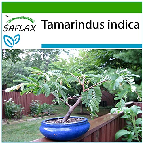 SAFLAX - Bonsai - Tamarinde - 4 Samen - Mit keimfreiem Anzuchtsubstrat - Tamarindus indica von Saflax