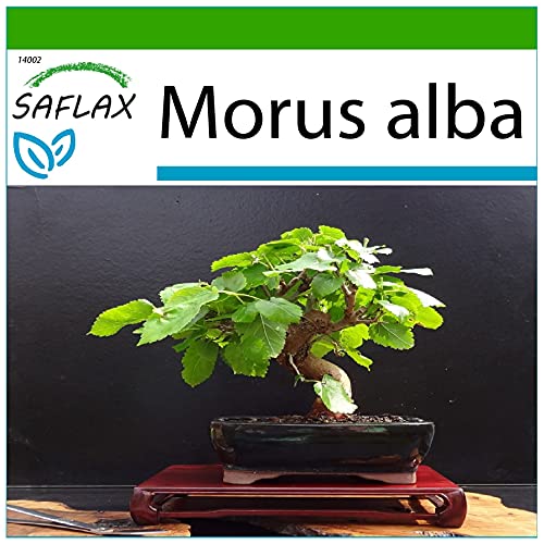 SAFLAX - Bonsai - Weißer Maulbeerbaum - 200 Samen - Mit keimfreiem Anzuchtsubstrat - Morus alba von Saflax