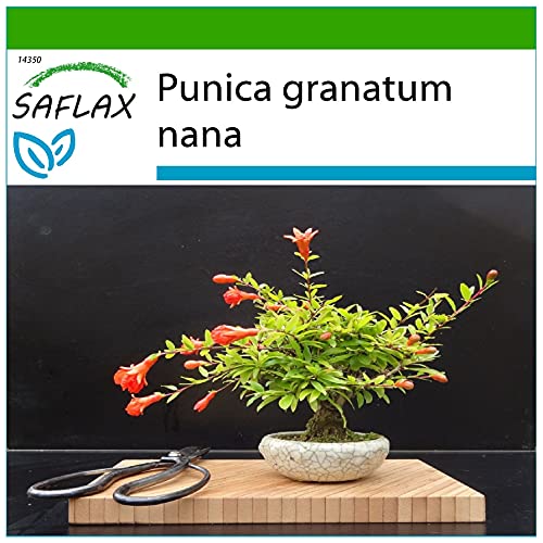 SAFLAX - Bonsai - Zwerg-Granatapfel - 50 Samen - Mit keimfreiem Anzuchtsubstrat - Punica granatum nana von Saflax