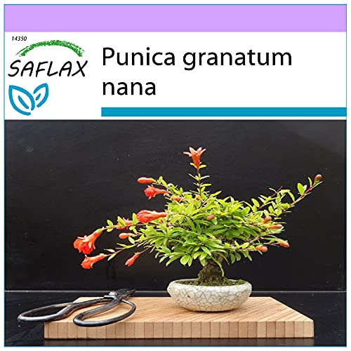 SAFLAX - Bonsai - Zwerg-Granatapfel - 50 Samen - Punica granatum nana von Saflax