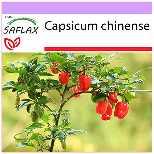 SAFLAX - Chili - Habanero Antilles Red - 10 Samen - Capsicum chinense von Saflax
