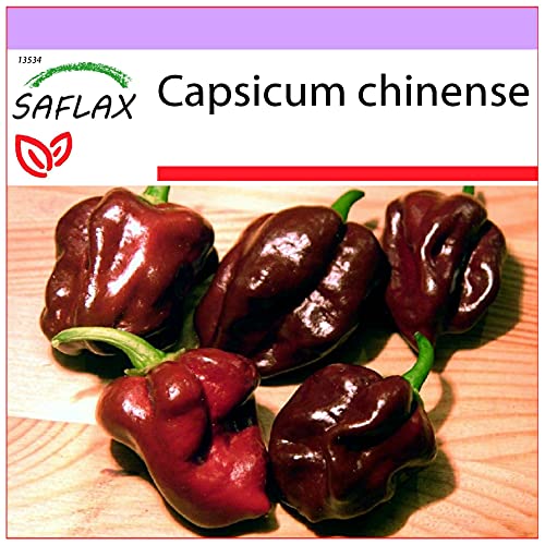 SAFLAX - Chili - Habanero Chocolate - 10 Samen - Capsicum chinense von Saflax