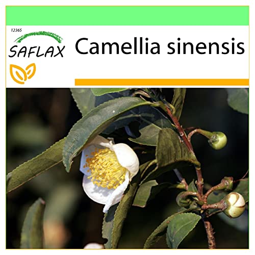 SAFLAX - Echter Teestrauch - 6 Samen - Camelia sinensis von Saflax
