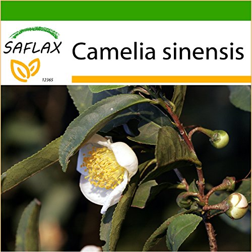 SAFLAX - Echter Teestrauch - 6 Samen - Mit Substrat - Camelia sinensis von Saflax