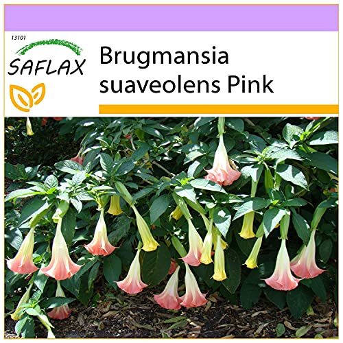 SAFLAX - Engelstrompete/Pink - 10 Samen - Brugmansia suaveolens Pink von Saflax