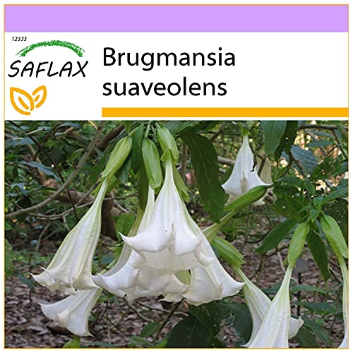 SAFLAX - Engelstrompete/Weiß - 10 Samen - Brugmansia suaveolens von Saflax