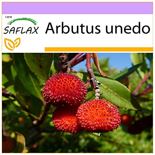 SAFLAX - Erdbeerbaum - 50 Samen - Arbutus unedo von Saflax