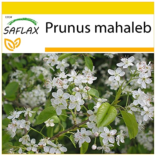 SAFLAX - Felsenkirsche - 30 Samen - Mit keimfreiem Anzuchtsubstrat - Prunus mahaleb SAFLAX - Felsenkirsche - 30 Samen - Mit keimfreiem Anzuchtsubstrat - Prunus mahaleb von Saflax