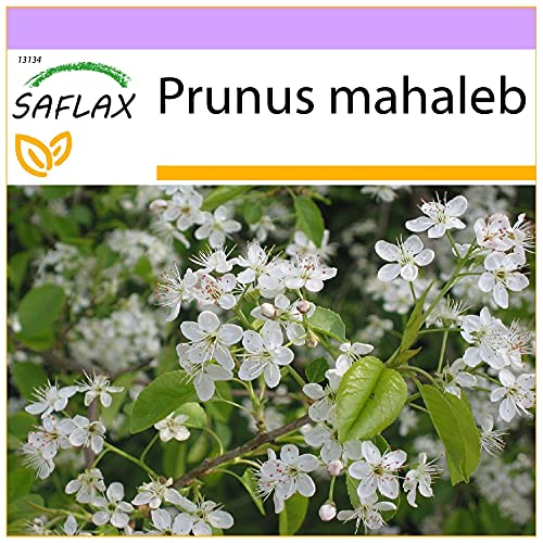 SAFLAX - Felsenkirsche - 30 Samen - Prunus mahaleb von Saflax