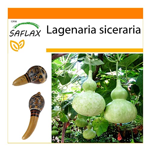 SAFLAX - Garden in the Bag - Afrikanische Riesenkalebasse - 15 Samen - Mit Anzuchtsubstrat im praktischen, selbst aufstellenden Beutel - Lagenaria siceraria von Saflax