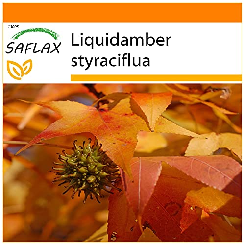 SAFLAX - Garden in the Bag - Amerikanischer Amberbaum - 100 Samen - Mit Anzuchtsubstrat im praktischen, selbst aufstellenden Beutel - Liquidamber styraciflua von Saflax