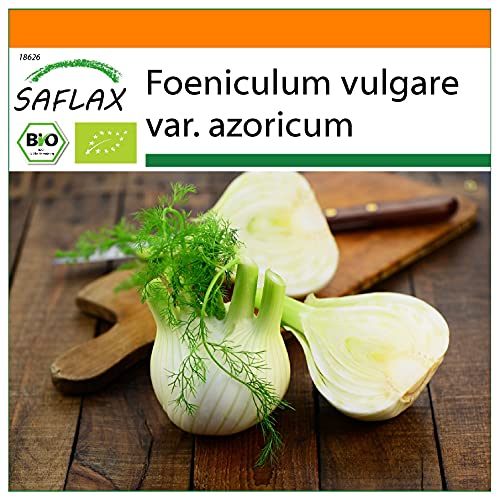 SAFLAX - Garden in the Bag - BIO - Knollenfenchel - 100 Samen - Mit Anzuchtsubstrat im praktischen, selbst aufstellenden Beutel - Foeniculum vulgare von Saflax