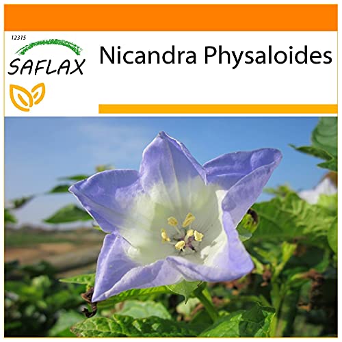 SAFLAX - Garden in the Bag - Blaue Lampionblume - 100 Samen - Mit Anzuchtsubstrat im praktischen, selbst aufstellenden Beutel - Nicandra physaloides von Saflax