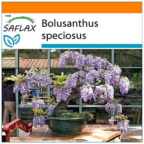 SAFLAX - Garden in the Bag - Bonsai - Afrikanischer Blauregen - 15 Samen - Mit Anzuchtsubstrat im praktischen, selbst aufstellenden Beutel - Bolusanthus speciosus von Saflax