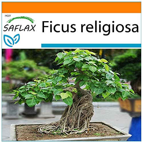 SAFLAX - Garden in the Bag - Bonsai - Buddha-Feige/Bodhi-Baum - 100 Samen - Mit Anzuchtsubstrat im praktischen, selbst aufstellenden Beutel - Ficus religiosa von Saflax