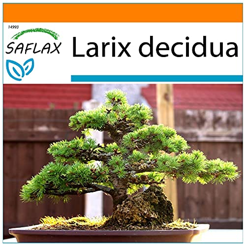 SAFLAX - Garden in the Bag - Bonsai - Europäische Lärche - 75 Samen - Mit Anzuchtsubstrat im praktischen, selbst aufstellenden Beutel - Larix decidua von Saflax