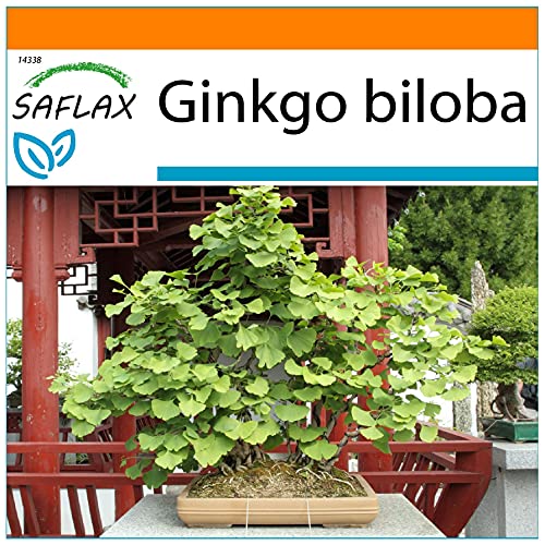 SAFLAX - Garden in the Bag - Bonsai - Ginkgo - 4 Samen - Mit Anzuchtsubstrat im praktischen, selbst aufstellenden Beutel - Ginkgo biloba von Saflax