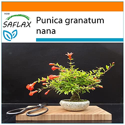 SAFLAX - Garden in the Bag - Bonsai - Zwerg-Granatapfel - 50 Samen - Mit Anzuchtsubstrat im praktischen, selbst aufstellenden Beutel - Punica granatum nana von Saflax