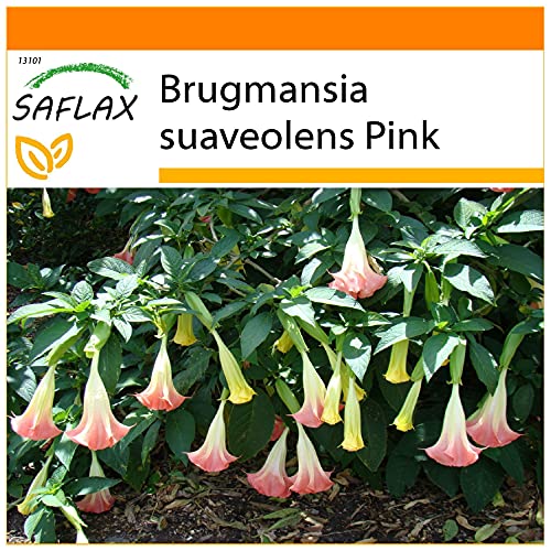 SAFLAX - Garden in the Bag - Engelstrompete/Pink - 10 Samen - Mit Anzuchtsubstrat im praktischen, selbst aufstellenden Beutel - Brugmansia suaveolens Pink von Saflax