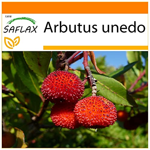 SAFLAX - Garden in the Bag - Erdbeerbaum - 50 Samen - Mit Anzuchtsubstrat im praktischen, selbst aufstellenden Beutel - Arbutus unedo von Saflax